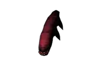 Larva image